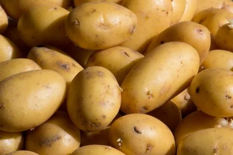 Potatoes 스톡 사진