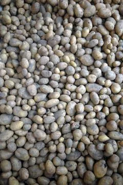 Potatoes Stock Photos