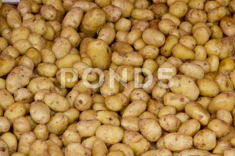 Potatoes Stock Photos