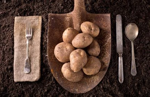 Potatoes Stock Photos