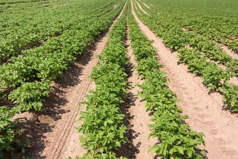 Potatoes Stock Photos