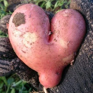 Potatoes Stockfoto's