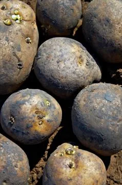 Potatoes Stock Photos
