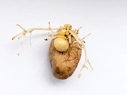 Potatoes. Stock Photos