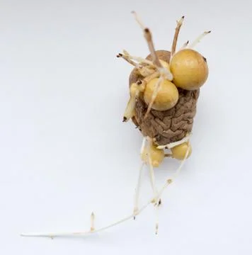 Potatoes. Stock-Fotos