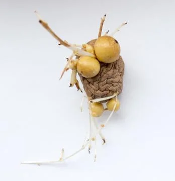 Potatoes. Stock Photos
