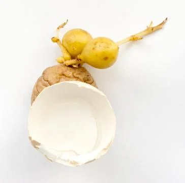 Potatoes. Stock Photos