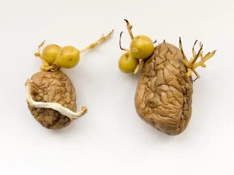 Potatoes. Stock-Fotos