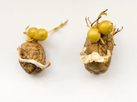 Potatoes. Stock Photos