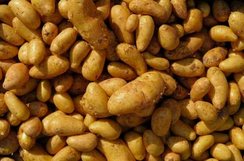 Potatoes Stock Photos
