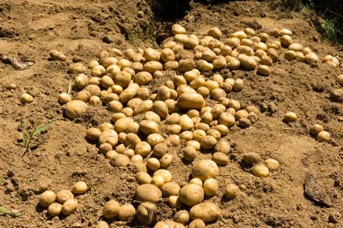 Potatoes Stock Photos