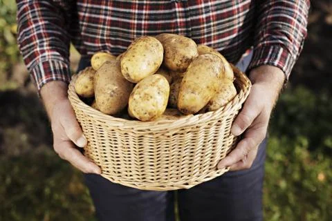 Potatoes Stock Photos