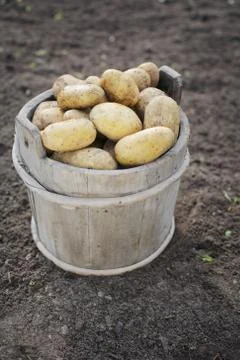 Potatoes Stock Photos