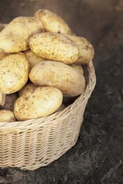 Potatoes Stock Photos
