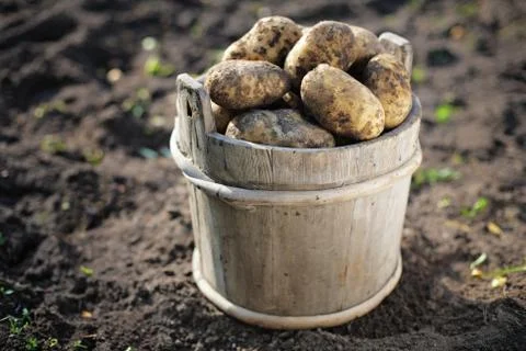 Potatoes Stockfoto's