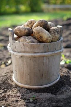 Potatoes Stock Photos
