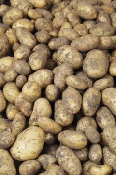 Potatoes Stock Photos