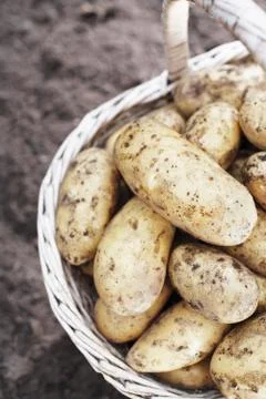 Potatoes Stock Photos