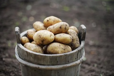 Potatoes Stock Photos