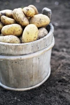 Potatoes Stock Photos