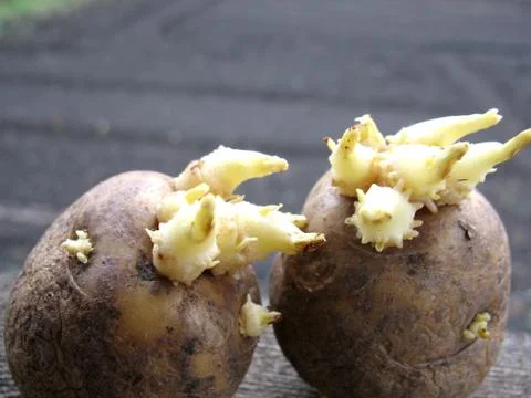 Potatoes Stock Photos