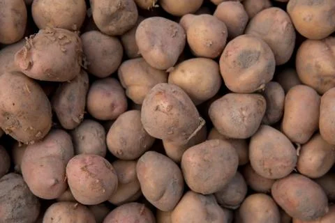 Potatoes Stock Photos
