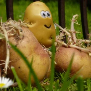 Potatoes Stock Photos