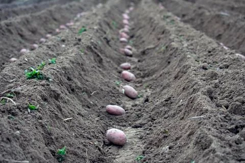 Potatoes Stock Photos