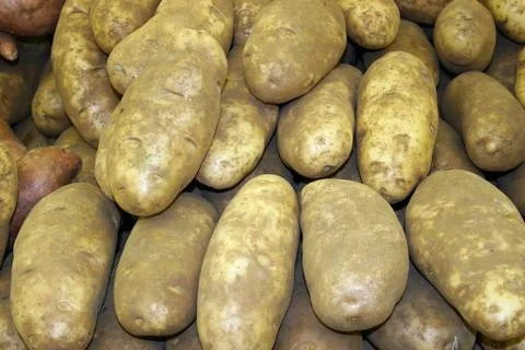 Potatoes 스톡 사진