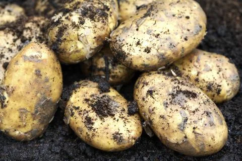 Potatoes Stock Photos