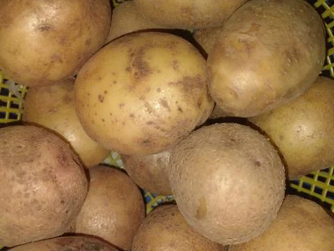 Potatoes Stock-Fotos