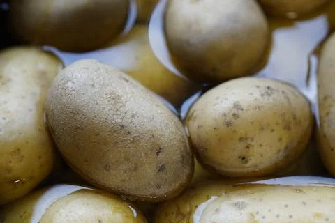 Potatoes Stock Photos