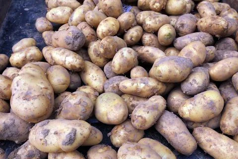 Potatoes piled together Stock Photos