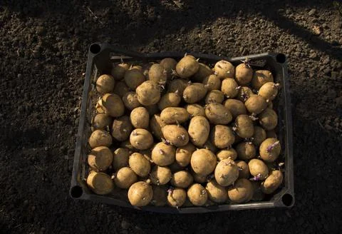 Potatoes for planting in the ground in boxes Stock Photos