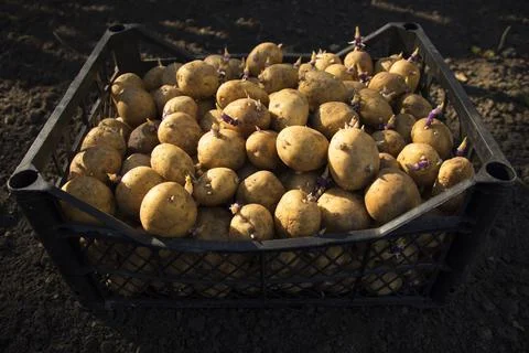 Potatoes for planting in the ground in boxes Stock Photos