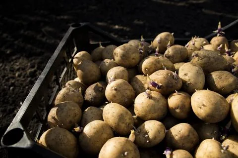 Potatoes for planting in the ground in boxes Stock Photos