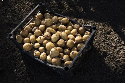 Potatoes for planting in the ground in boxes Stock Photos