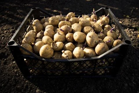 Potatoes for planting in the ground in boxes Stock Photos