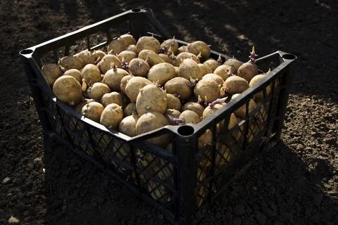 Potatoes for planting in the ground in boxes Stock Photos