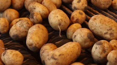 Potatoes quality control system in a factory Stock Footage 83676676