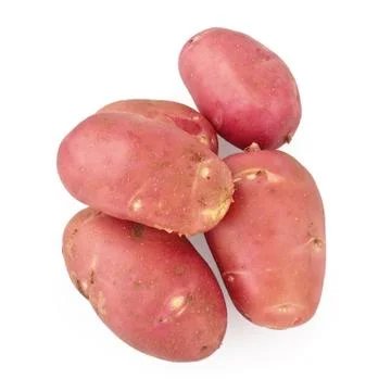 Potatoes red on a white background Stock Photos