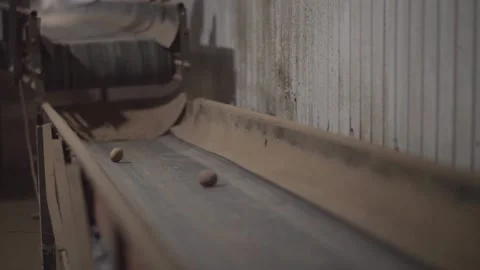 Potatoes roll down the conveyor belt Stock Footage 145426890