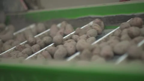 Potatoes roll down the conveyor belt Stock Footage 145426895