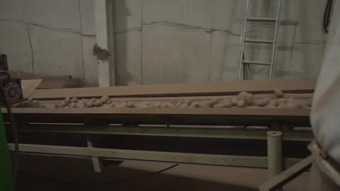 Potatoes roll down the conveyor belt Stock Footage 145426904