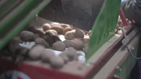 Potatoes roll down the conveyor Stock Footage 145426906
