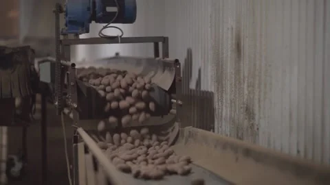 Potatoes roll down the conveyor Stock Footage 145426923