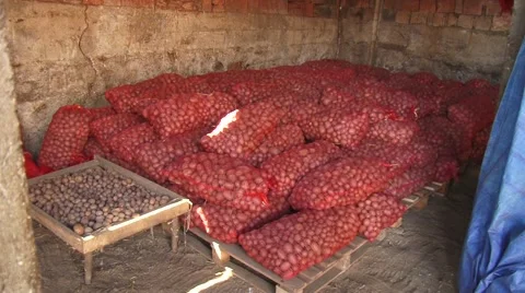 Potatoes in sacks Stock Footage 54363776
