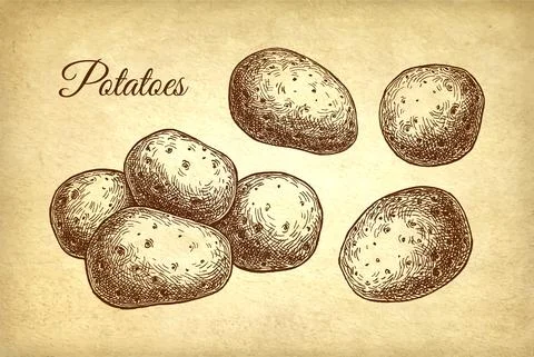 Potatoes set ink sketch. Illustrazione stock