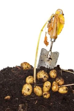 Potatoes in soil Stock Photos