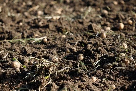 Potatoes in Soil Stock Photos